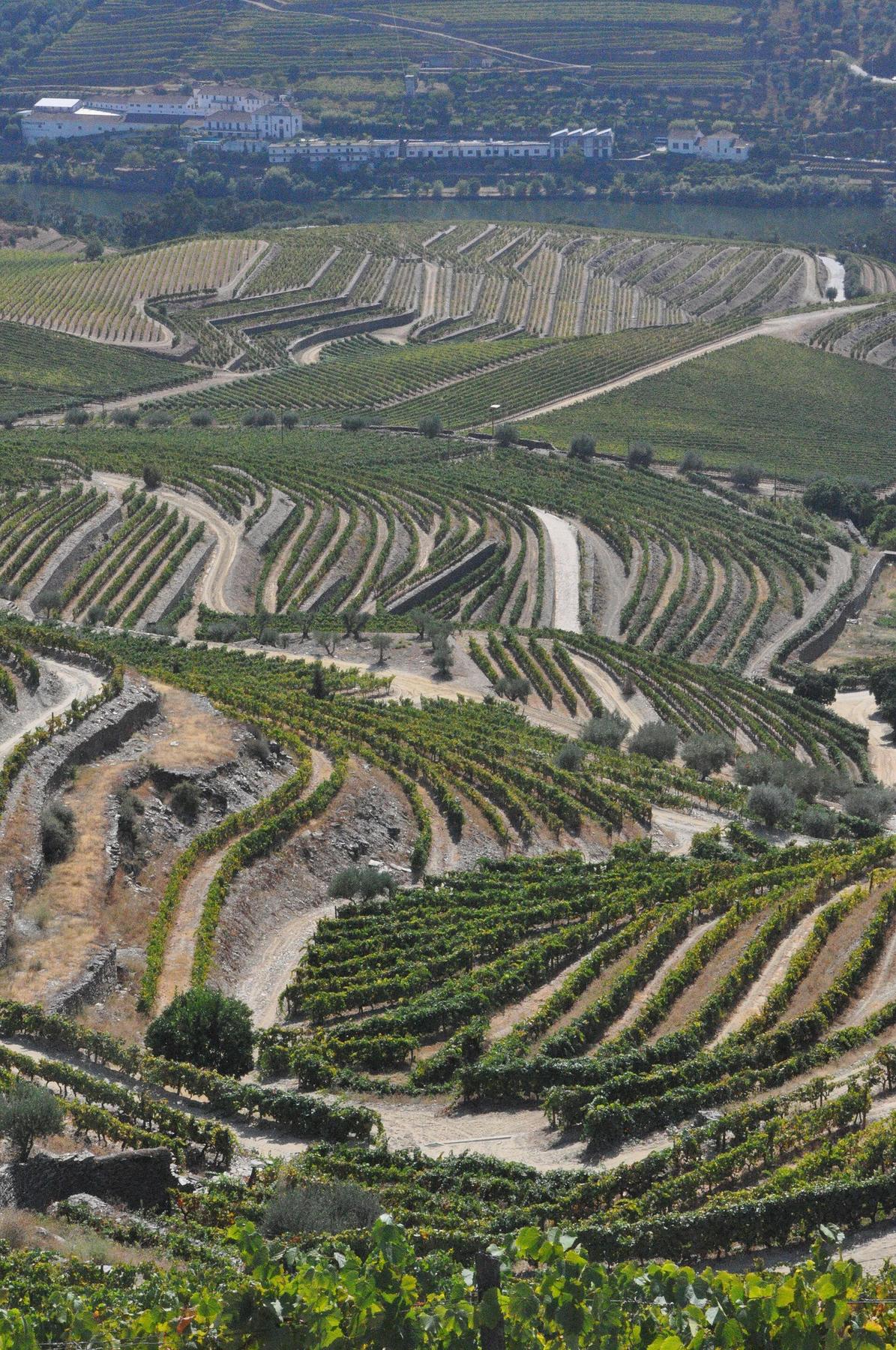 Portuguese vineyard terraces river